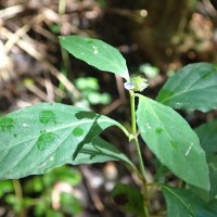 Rungia pectinata (L.) Nees